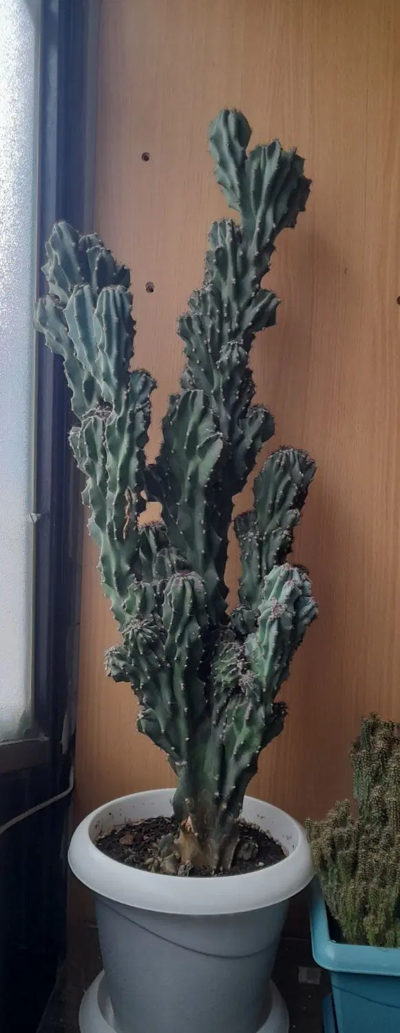 کاکتوس صخره ای ۶۵ سانتی متر|گل و گیاه طبیعی|رشت, دیانتی|دیوار