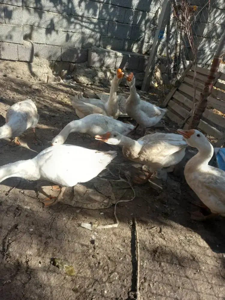 غازهای سالم و سرحال|حیوانات مزرعه|ارومیه, |دیوار