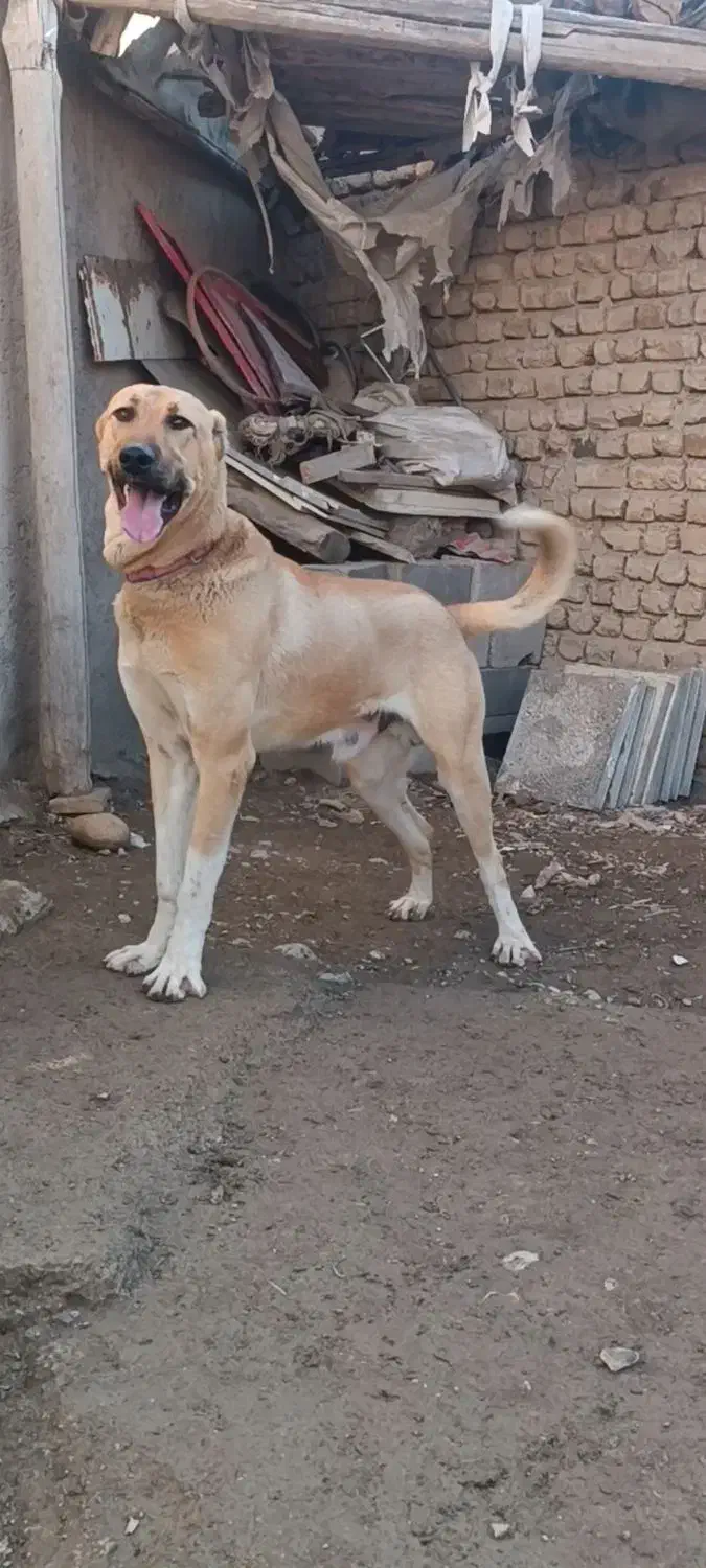 گمشده|حیوانات|شیروان (خراسان), |دیوار