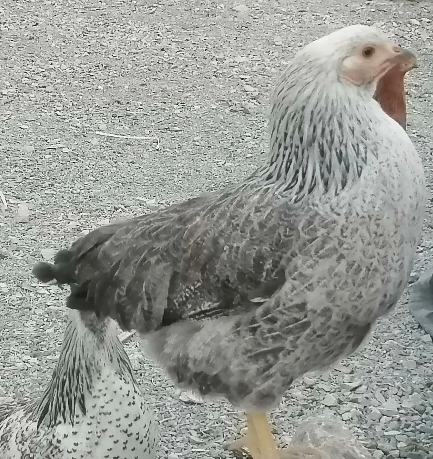 مرغ گلپایگانی تخم کن|حیوانات مزرعه|دماوند, دماوند|دیوار