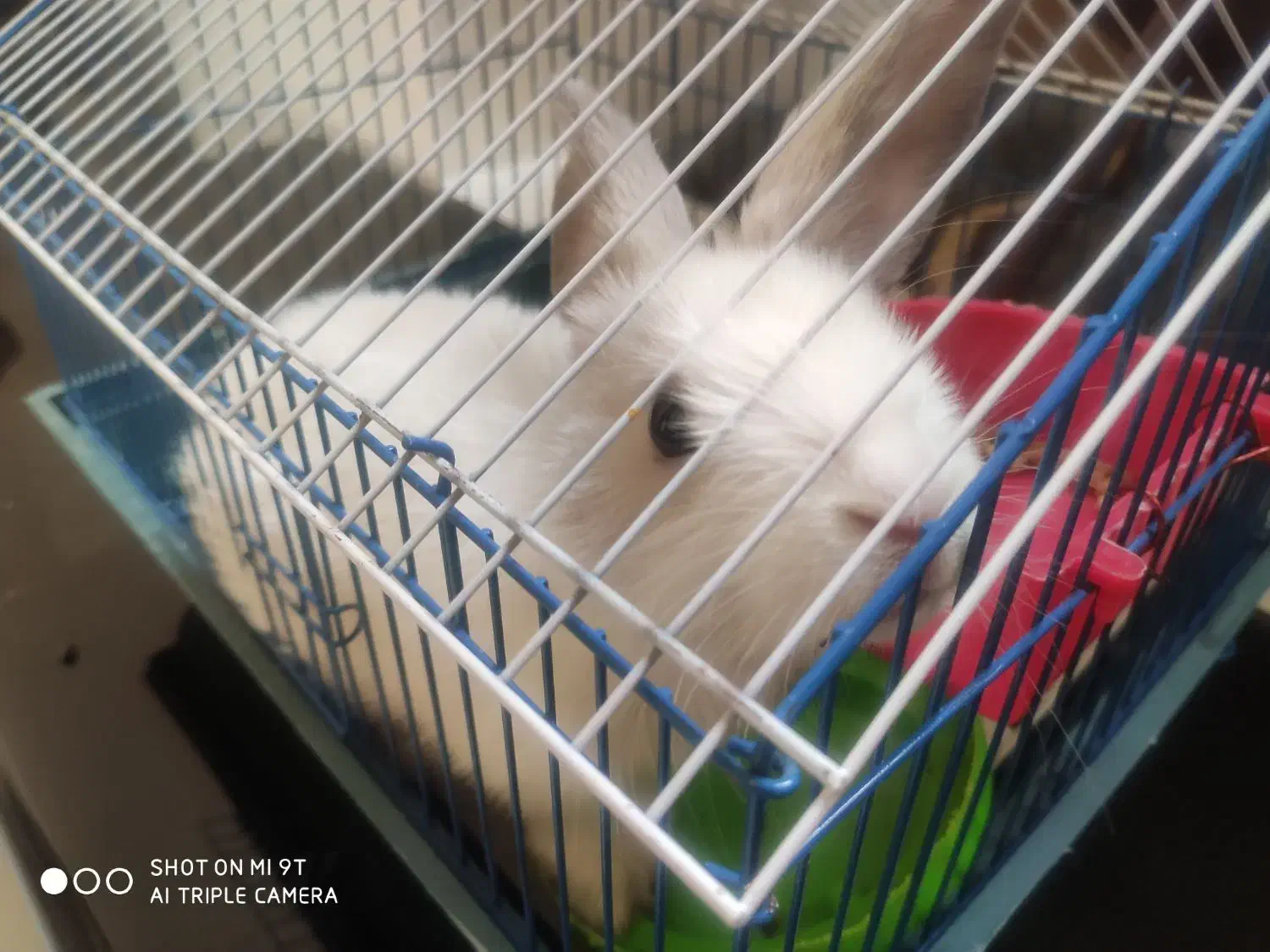 خرگوش لوپ نژاد خارجی|موش و خرگوش|شیراز, پشم شیشه|دیوار