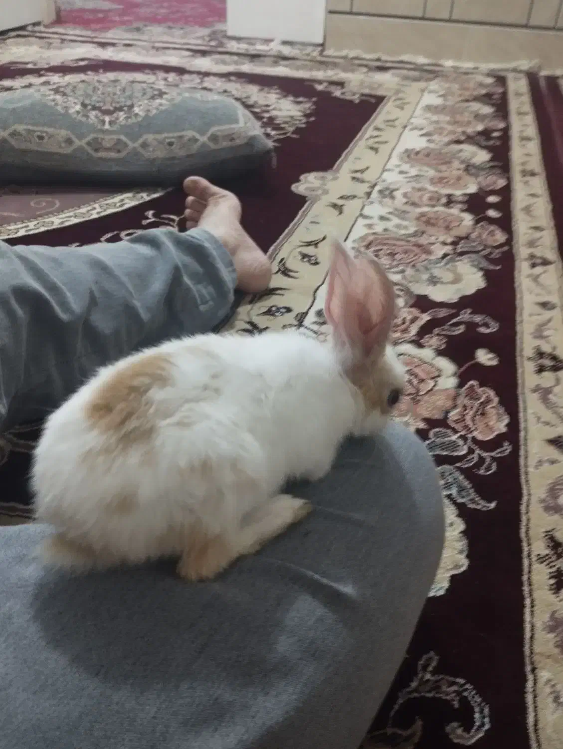 خرگوش|موش و خرگوش|شوشتر, |دیوار