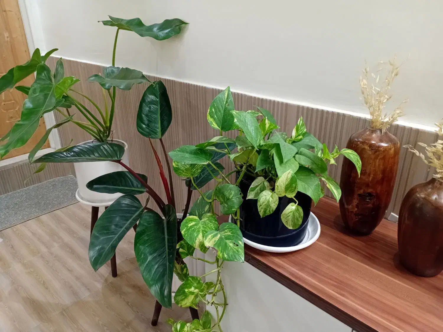 گل آپارتمانی گیاه فیلندرون با گلدان سرامیکی|گل و گیاه طبیعی|قدس, شهرقدس|دیوار