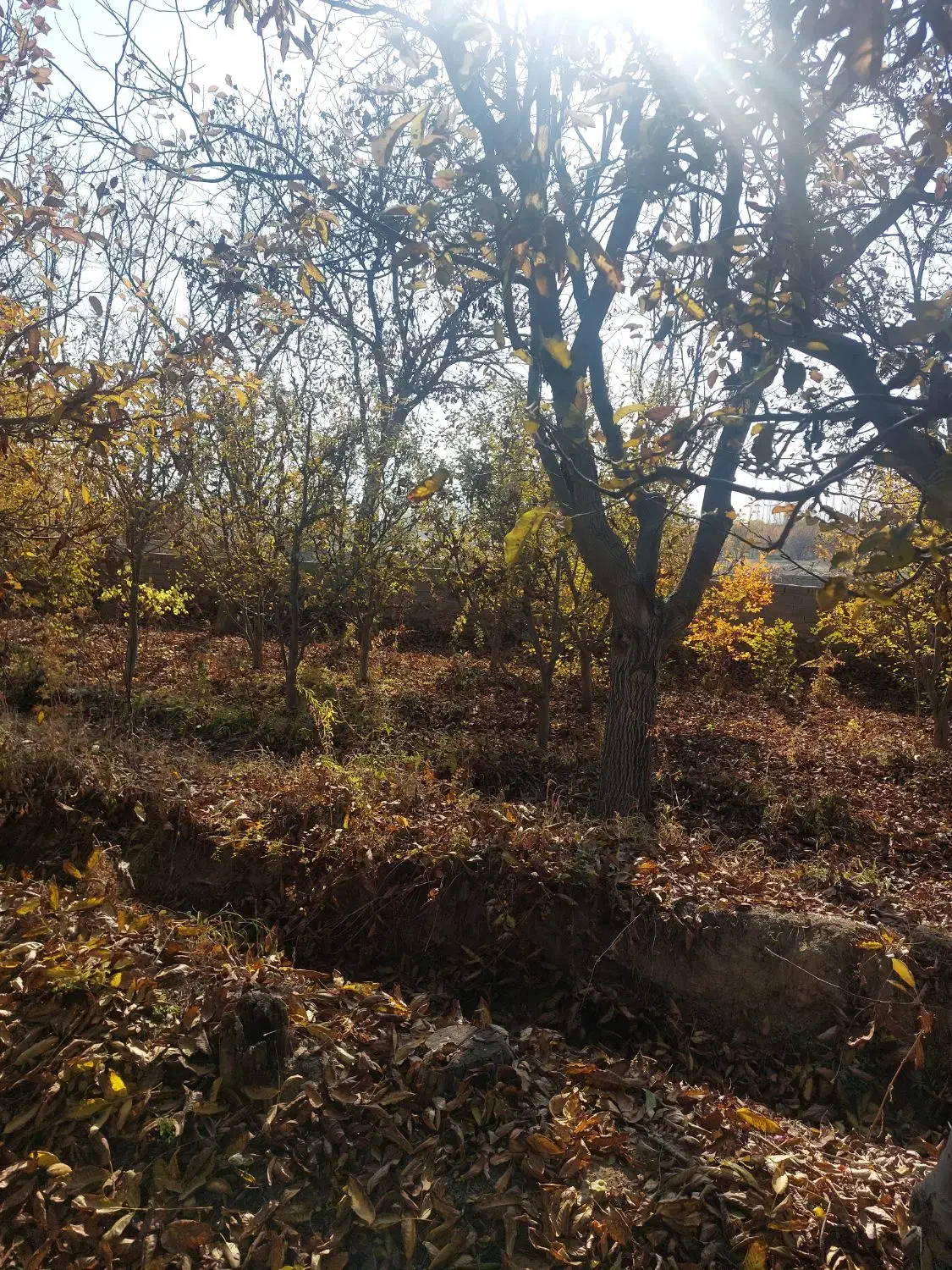 فروش ۱۵۰ درخت گردو|خدمات باغبانی و درختکاری|سلماس, |دیوار