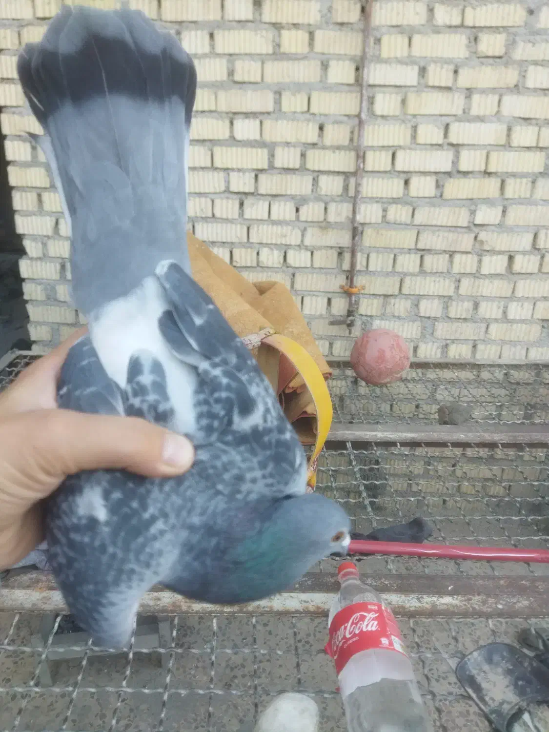 چند جف کبوتر|پرنده|دهدشت, |دیوار