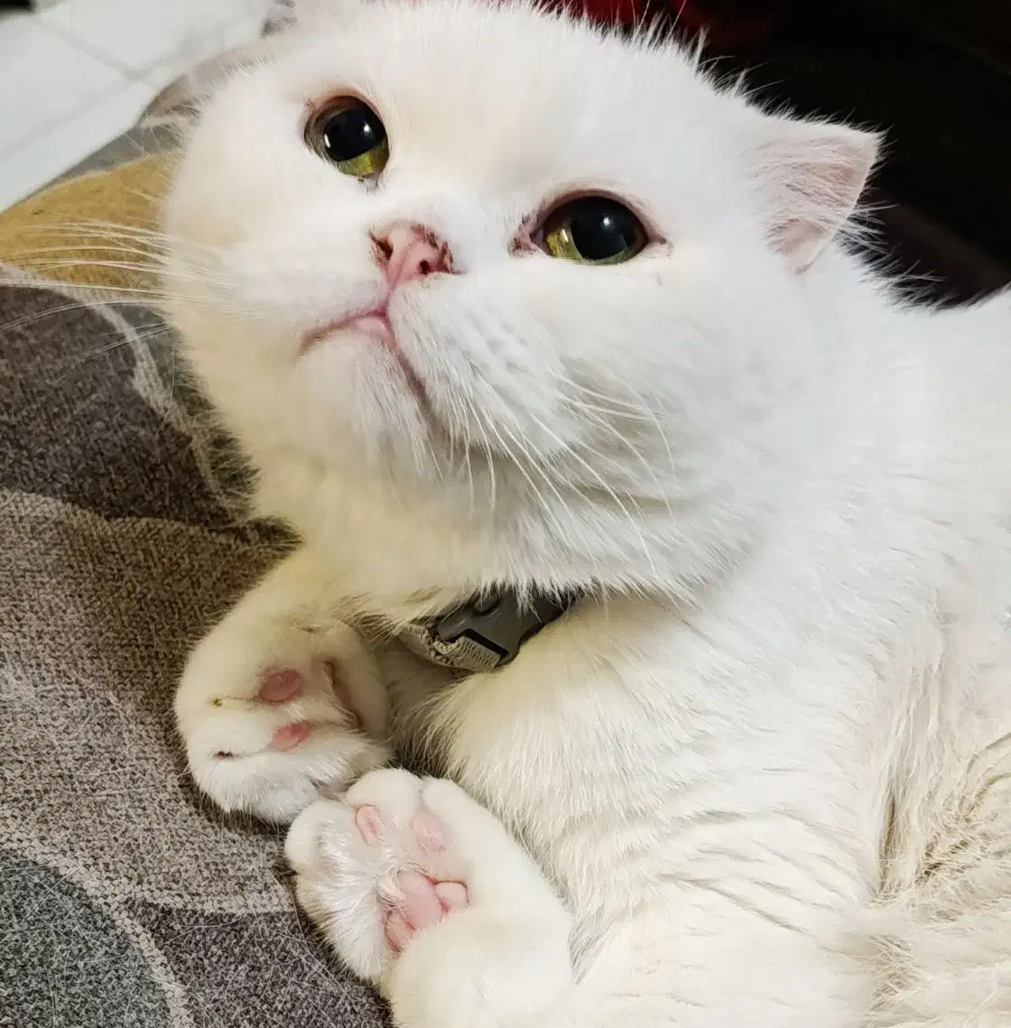 گربه پرشین ماده|گربه|مشهد, فلسطین|دیوار