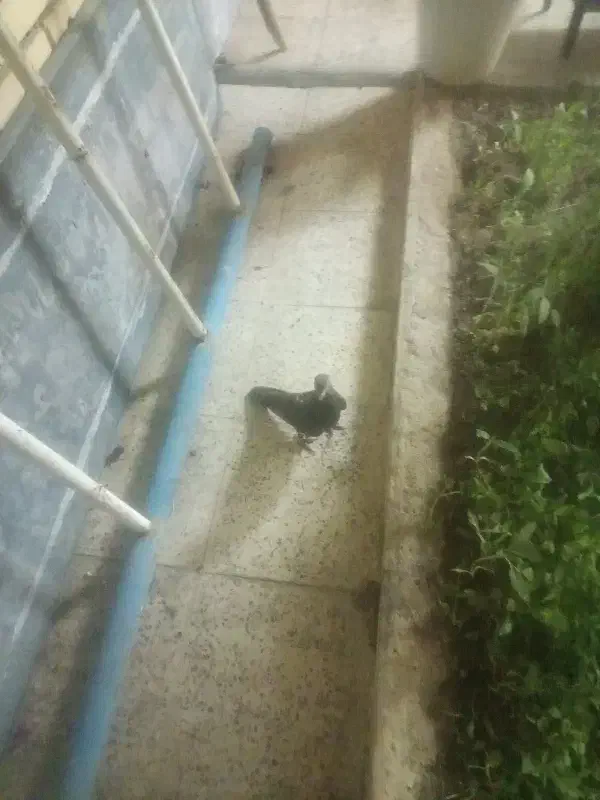 کبوتر موشی پا پری سالم فقط یکم نکش کل|پرنده|رامهرمز, |دیوار