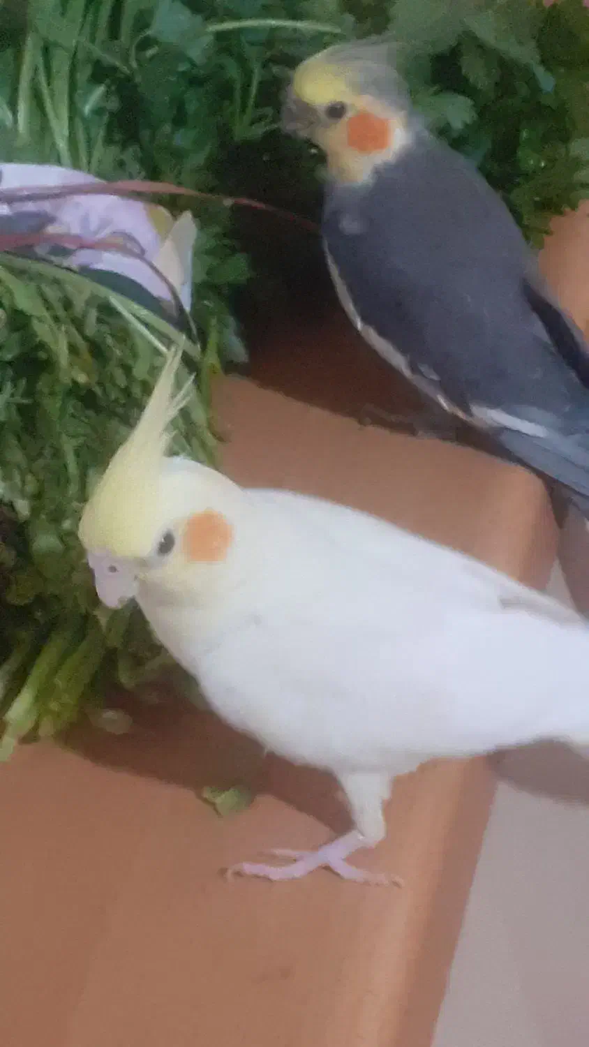 عروس هلندی نر خاکستری کله زرد|پرنده|تهران, والفجر (افسریه)|دیوار