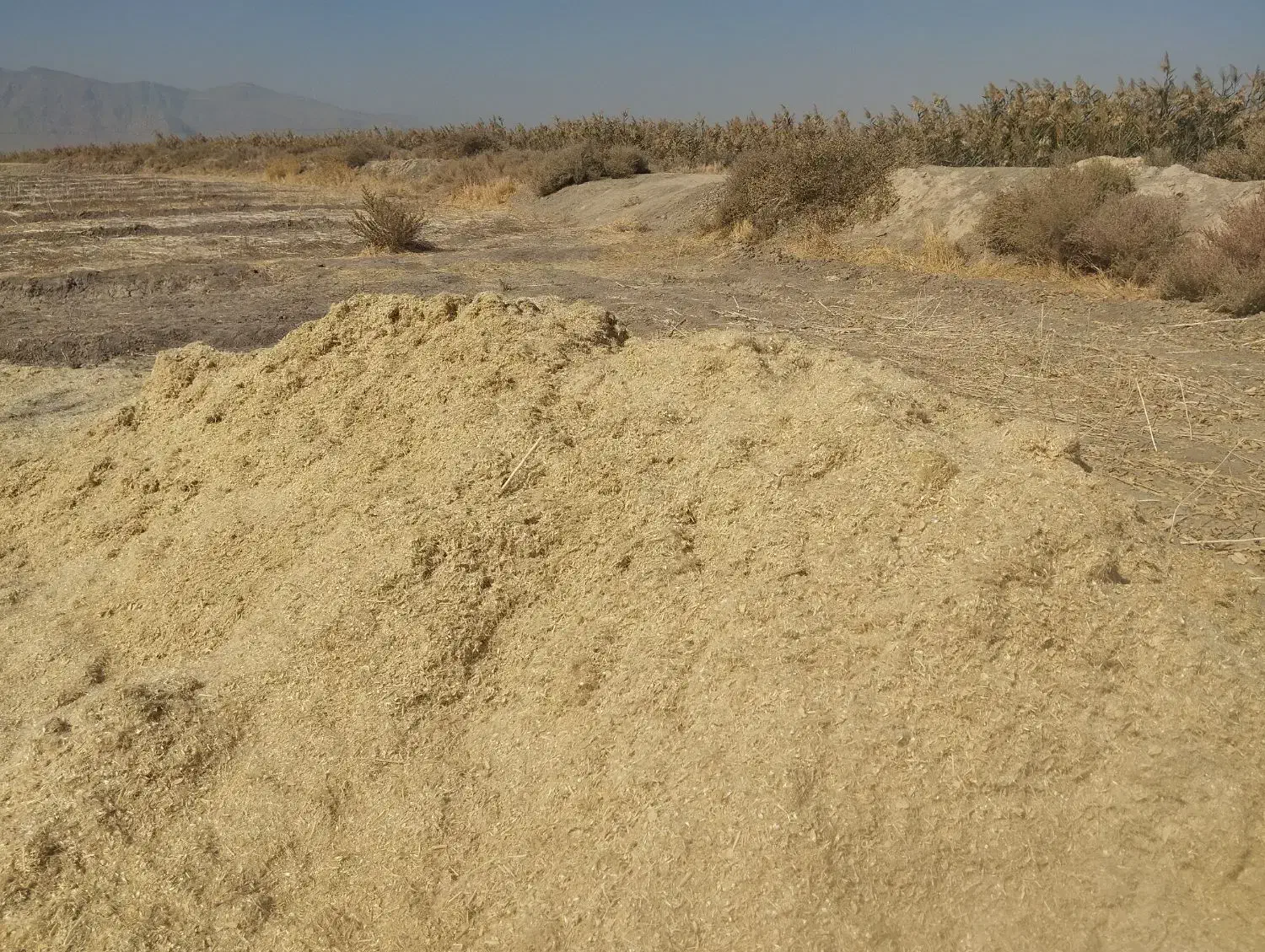 کاه گلرنگ|لوازم جانبی حیوانات|شیراز, نارنجستان|دیوار