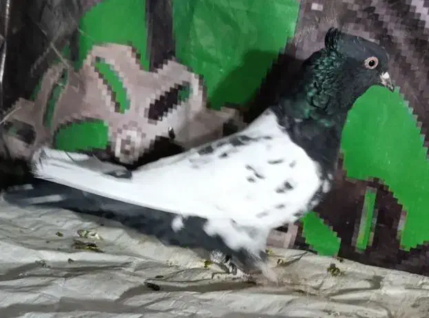 طوطی جوجه|پرنده|نیشابور, شهید بهشتی|دیوار