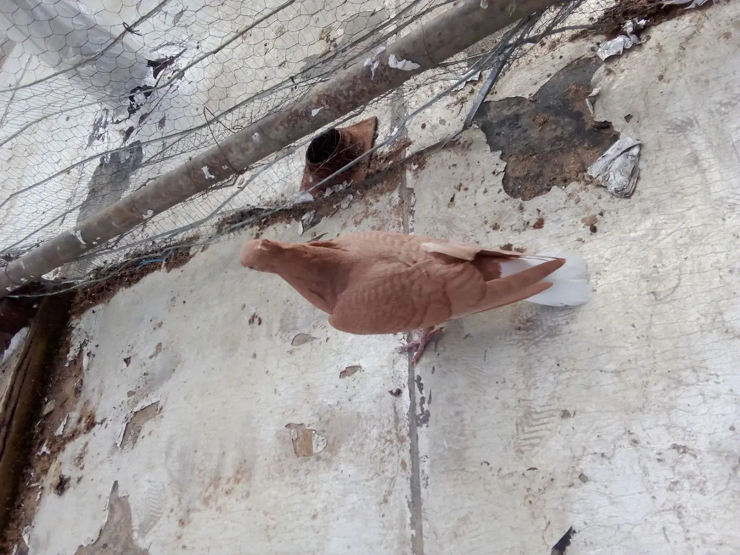 کبوتر زرد|حیوانات|سقز, |دیوار