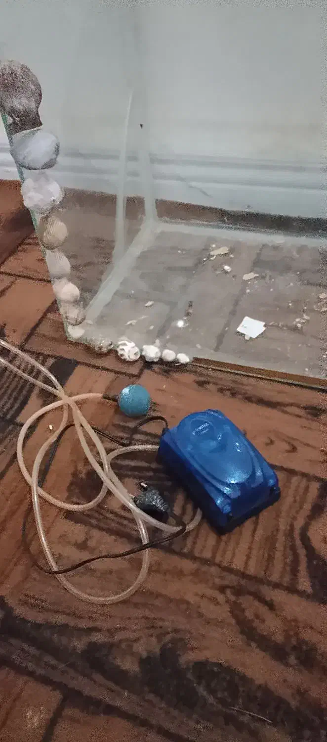 آکواریوم بزرگ|ماهی|سندرک, |دیوار