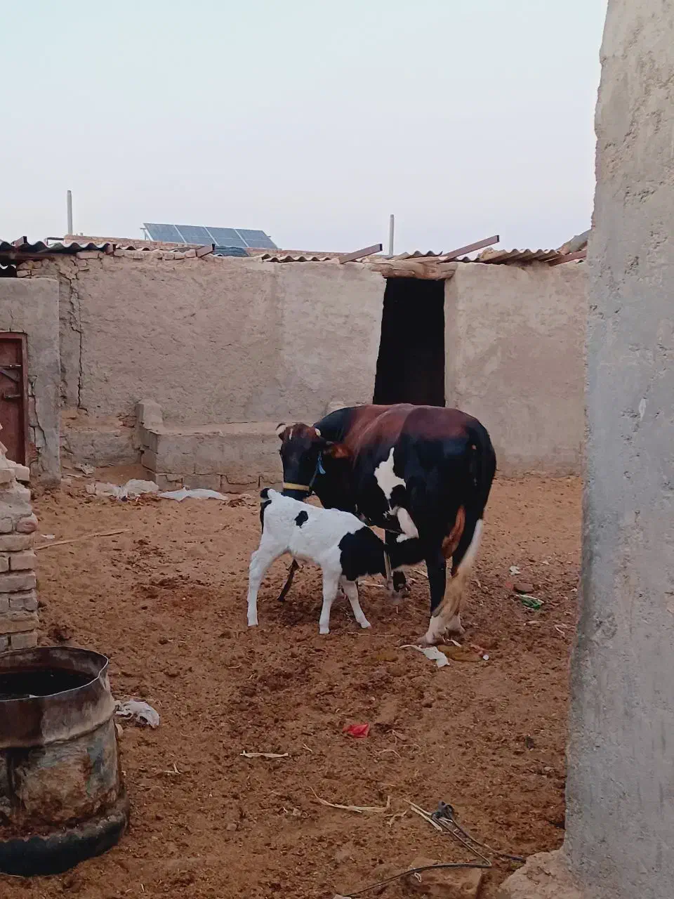 فروش گاو با گوساله ماده|حیوانات مزرعه|تیمور آباد, |دیوار