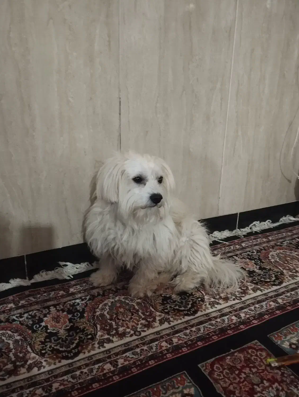 سگ خانگی|سگ|نورآباد, |دیوار