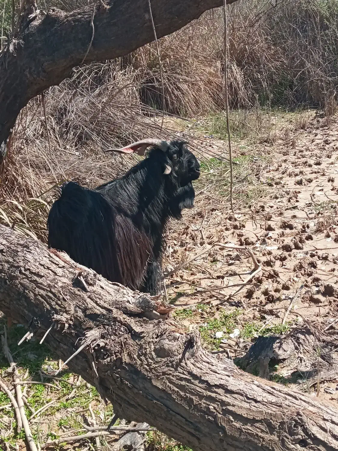 بعده. دوبر|حیوانات مزرعه|گتوند, |دیوار