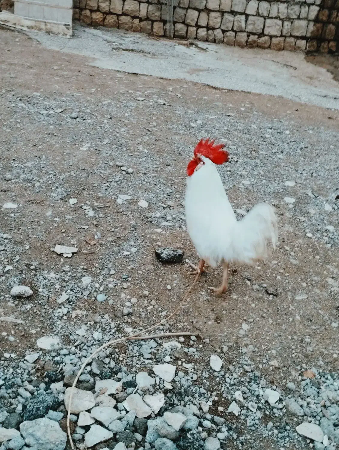 خروس|حیوانات مزرعه|چگنی, |دیوار