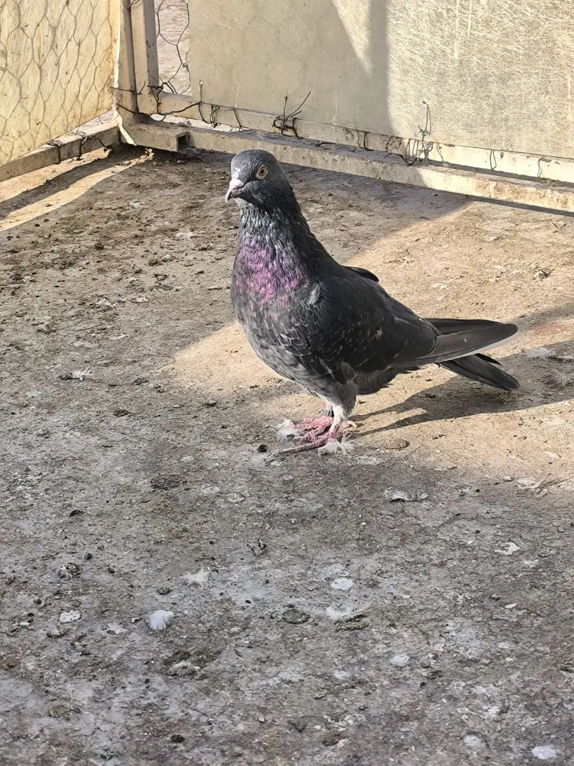 کفتر یا کبوتر|پرنده|قرچک, زیبا شهر|دیوار