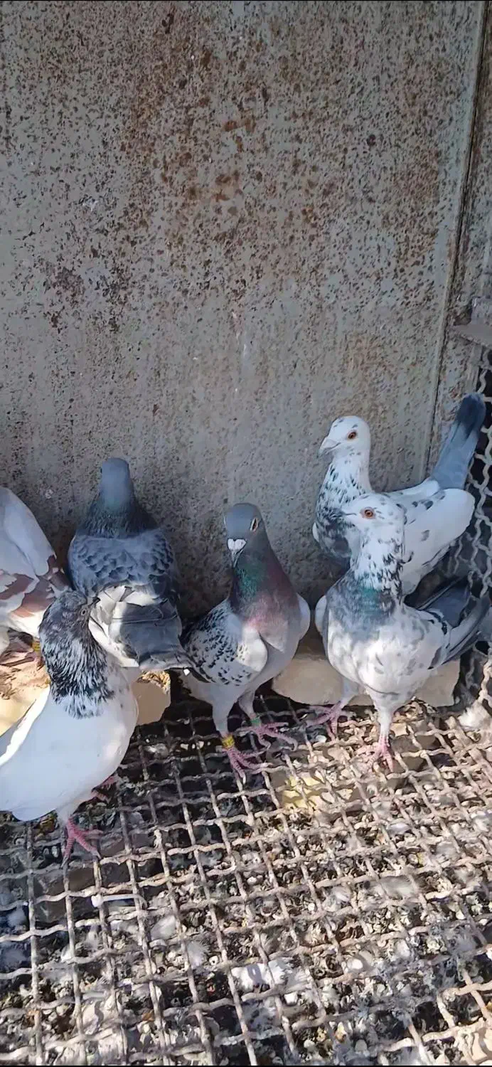 فروش ۳۱ عدد کبوتر جوان|پرنده|بندرعباس, |دیوار