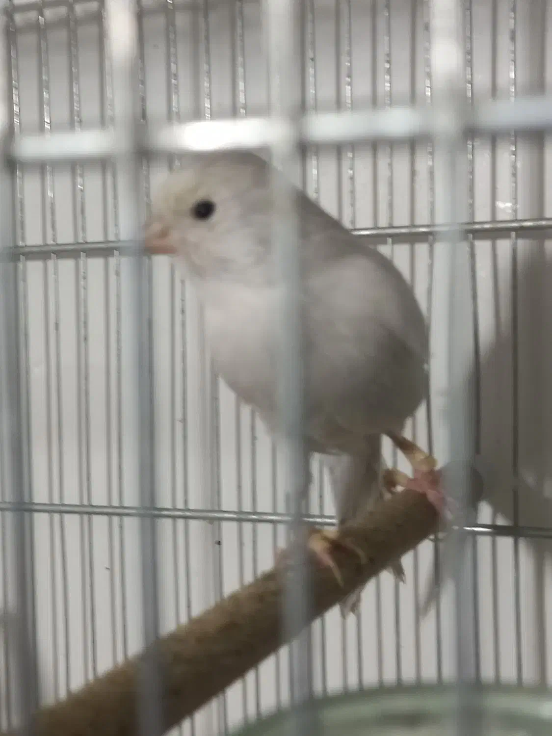 قناری ماده سیلور|پرنده|شیراز, نصر|دیوار