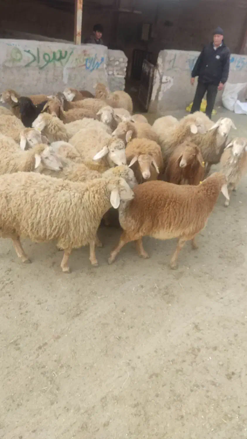 پخش دام زنده|حیوانات مزرعه|کرج, شهرک یاس شمالی|دیوار