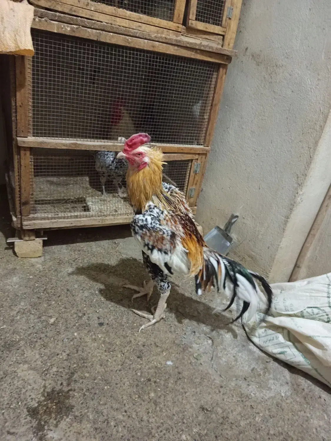 خروس لاری|حیوانات مزرعه|کرمانشاه, |دیوار