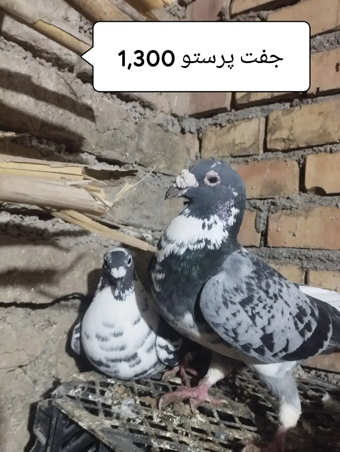 کبوتر آلمانی و تک پر|پرنده|سنگدوین, |دیوار