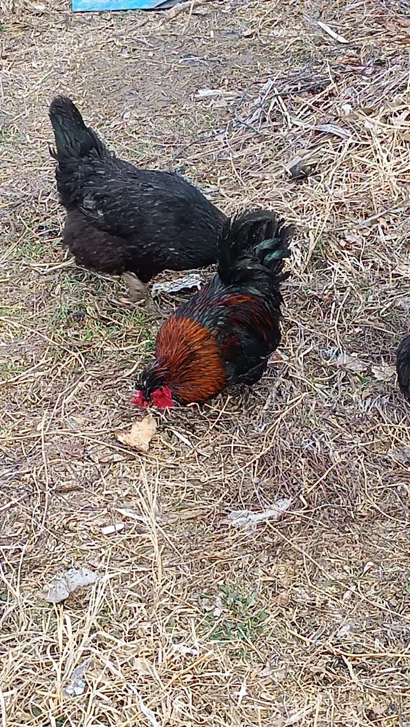 خروس پاکوتاه|حیوانات مزرعه|نوشین شهر, |دیوار