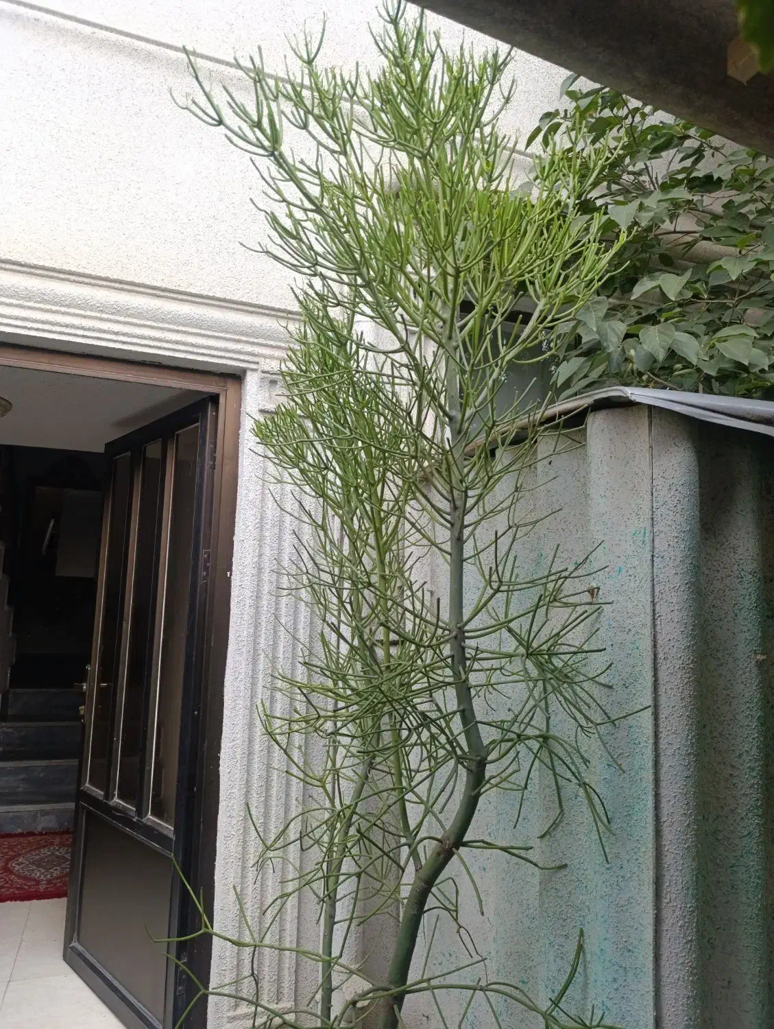 گل شاخ گوزنی تزیینی|گل و گیاه طبیعی|قائم‌شهر, |دیوار