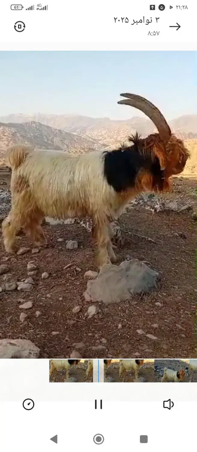 میش بره بیگ دوبر|حیوانات مزرعه|اندیکا, |دیوار