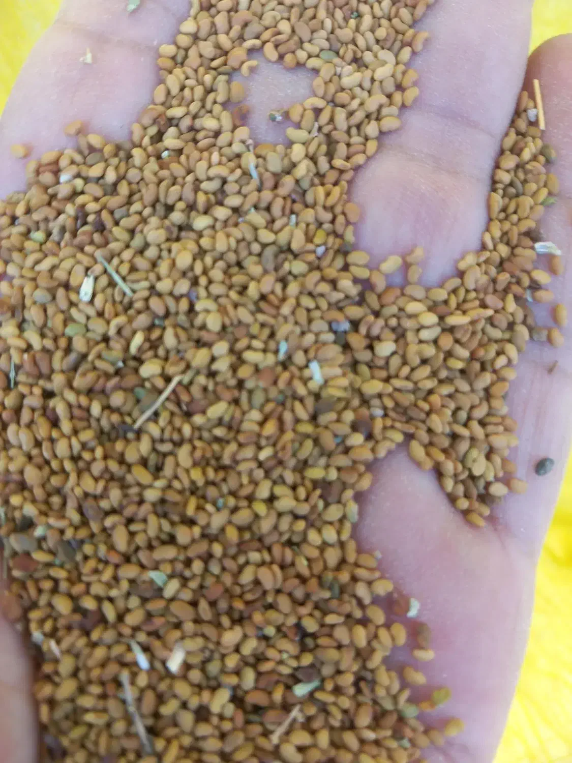 بذرینجه|خدمات باغبانی و درختکاری|برازجان, |دیوار