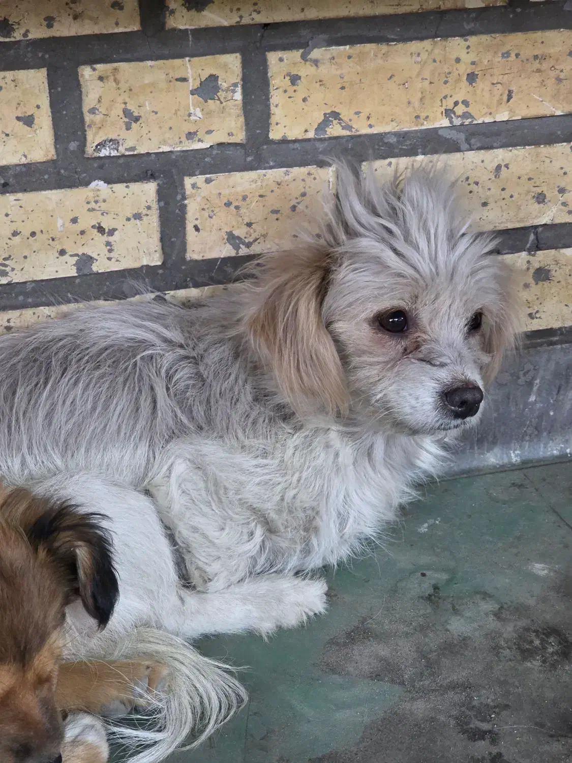 واگذاری سگ پا کوتا با توله ماده|سگ|ماهدشت, |دیوار