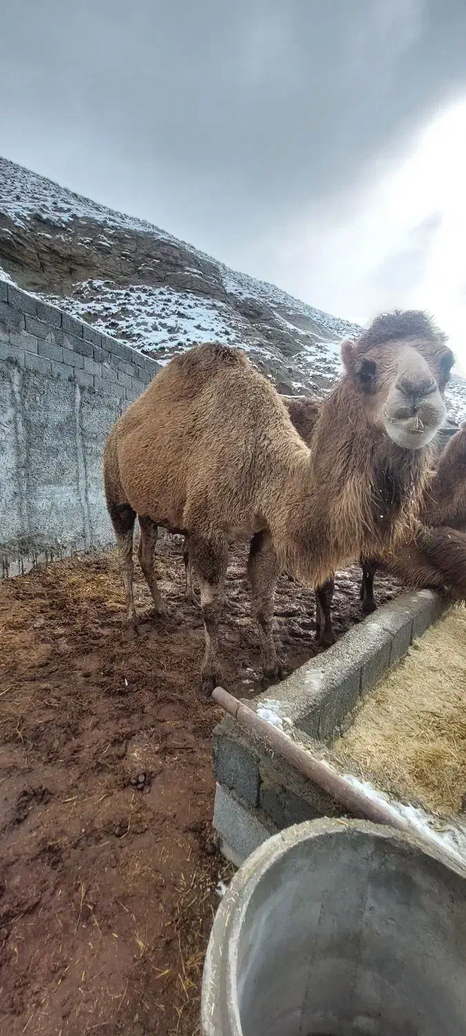 شتر   مایا|حیوانات مزرعه|تهران, پارک شهر|دیوار