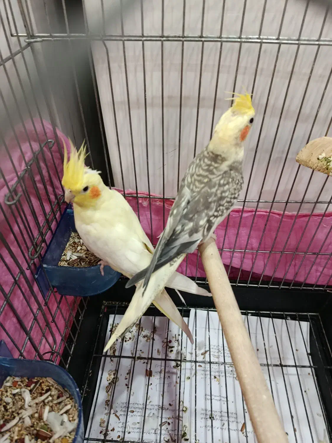 عروس هلندی|پرنده|شهر ری, شهرری|دیوار