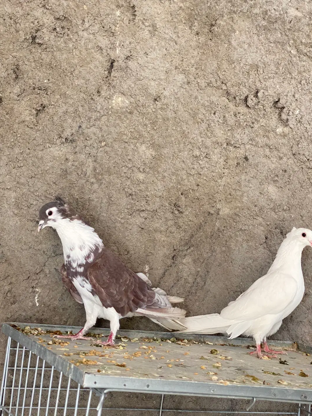 کبوتر دمگیر|پرنده|برخوار, |دیوار