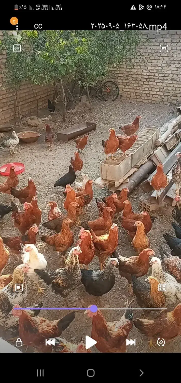 تخم مرغ محلی درج یک|خوردنی و آشامیدنی|قزوین, |دیوار