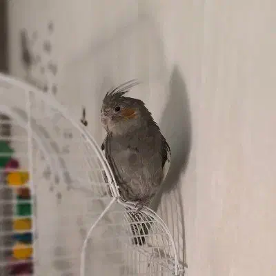 گمشده|پرنده|خشکبیجار, |دیوار