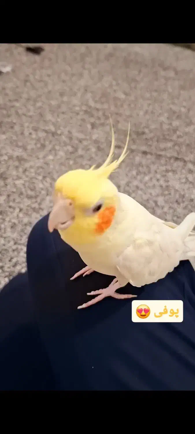 عروس هلندی سخنگو|پرنده|بندرلنگه, |دیوار