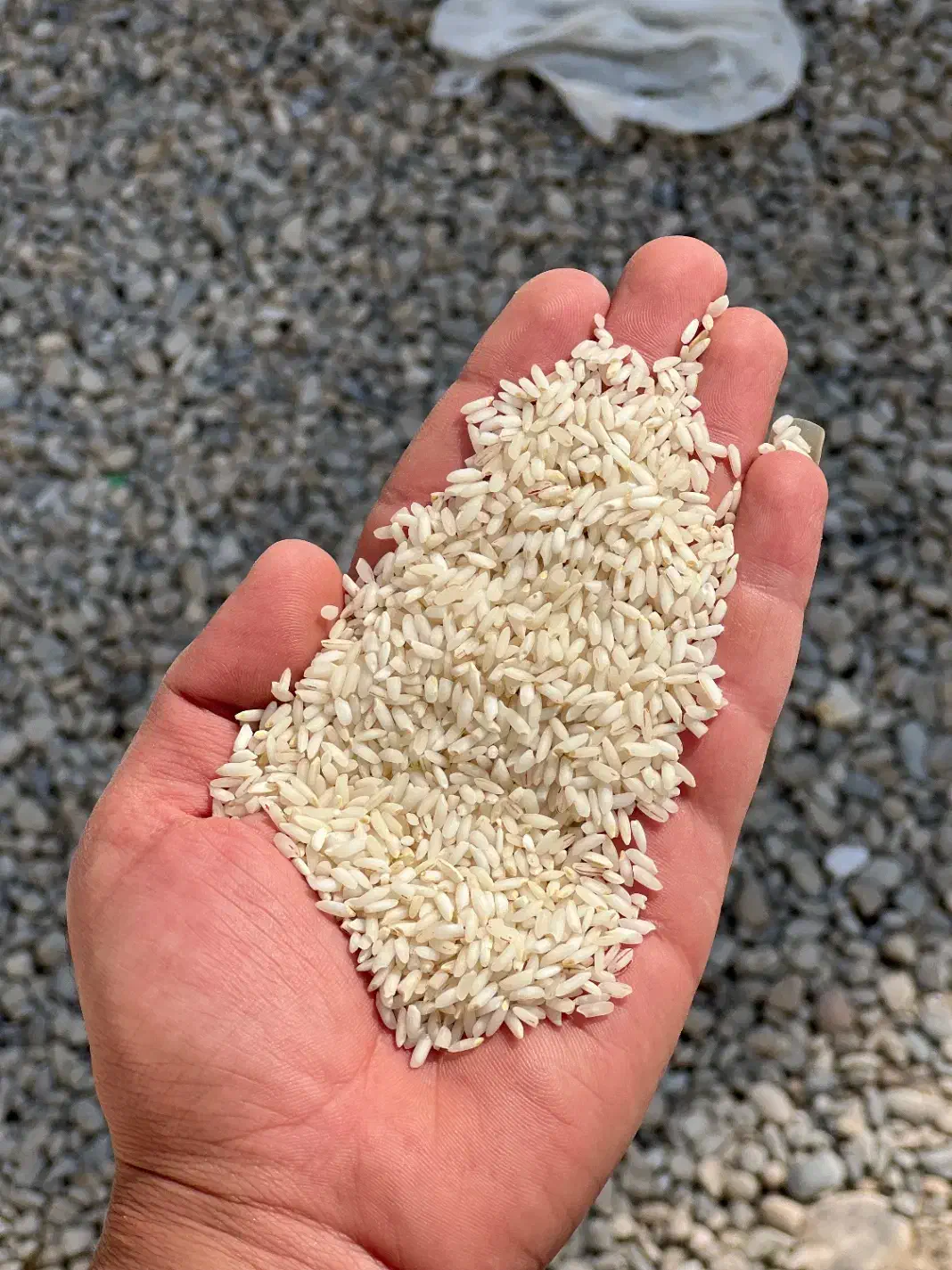 برنج عنبر بو شوشتر درجه یک|خوردنی و آشامیدنی|قم, صفائیه|دیوار