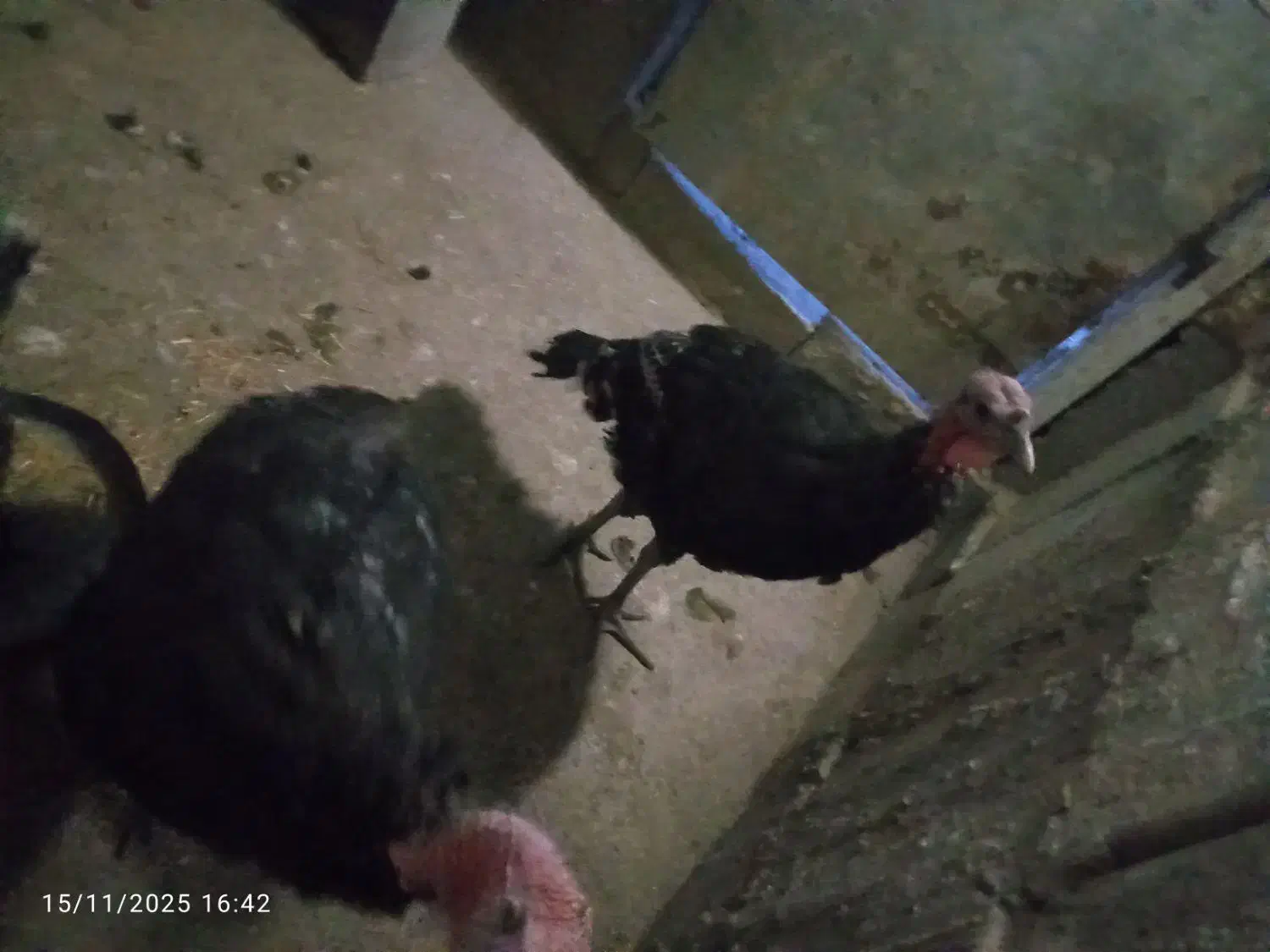 جوجه بوقلمون|حیوانات مزرعه|گلمکان, |دیوار