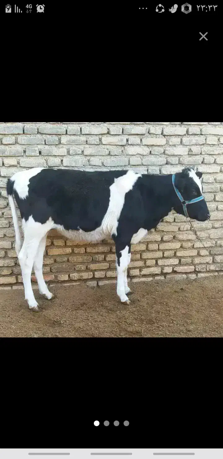 فروشی|حیوانات مزرعه|سیمین شهر, |دیوار