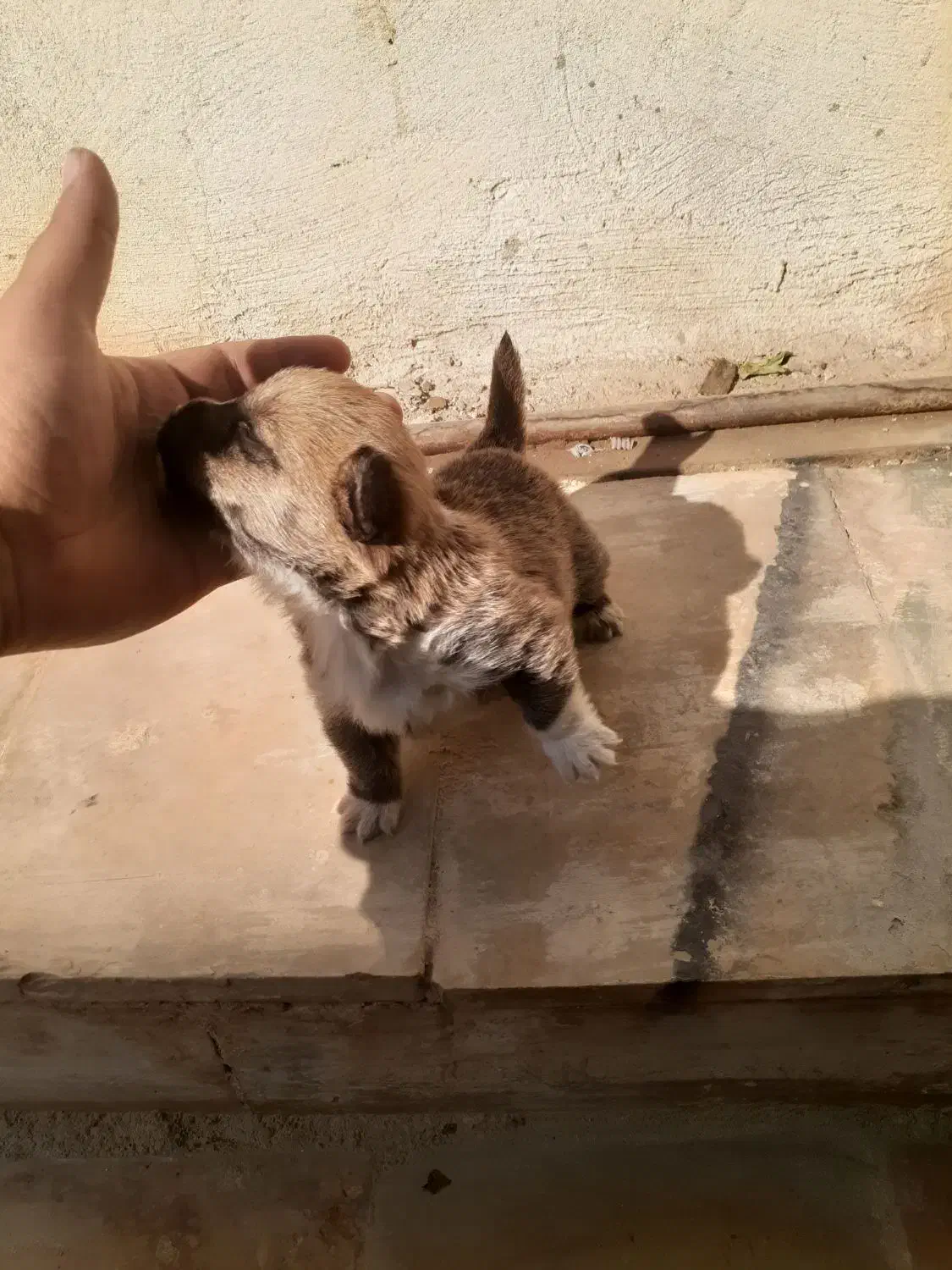 سگ عروسکی فنجونی|سگ|قم, نوقطار|دیوار