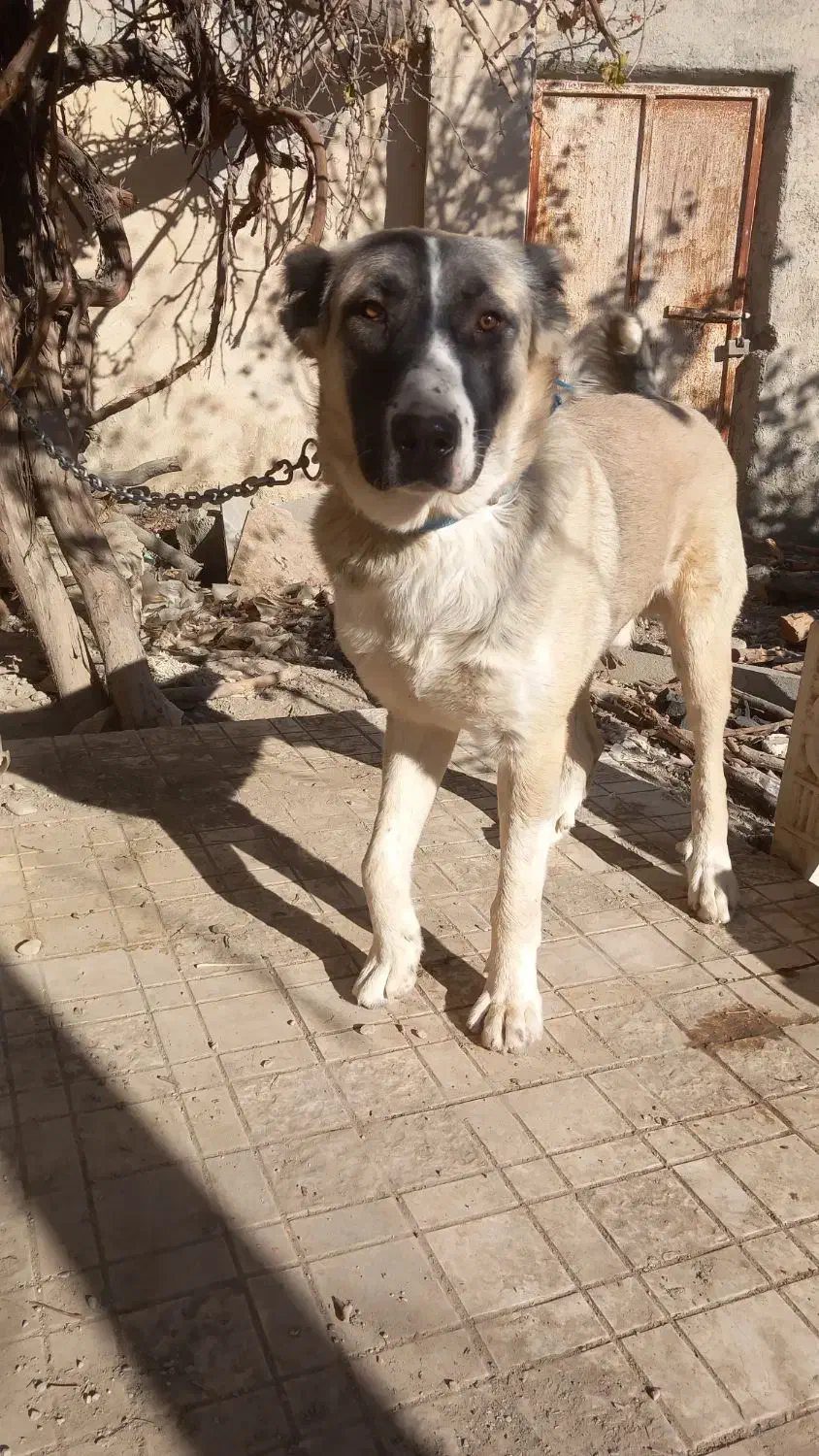 سگ سراب ۹ماهه فی ۱۲میلیون|سگ|ماهدشت, |دیوار