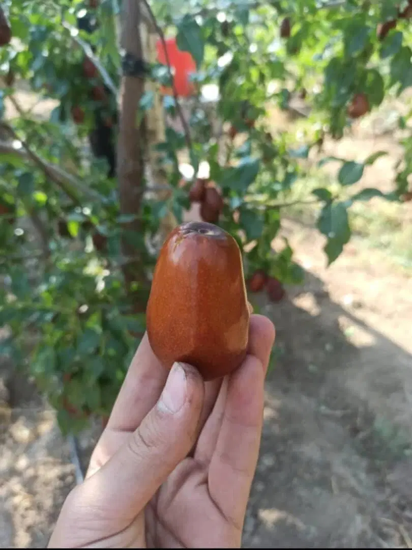عناب اکراین یاهمان عناب سلطنتی|خوردنی و آشامیدنی|تهران, شکیبا|دیوار