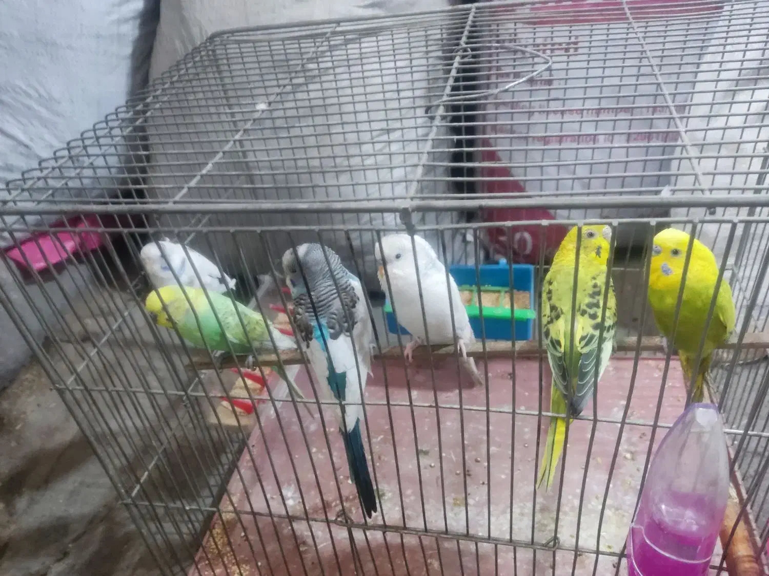 شش عدد مرغ عشق|پرنده|اصفهان, امیرعرب|دیوار