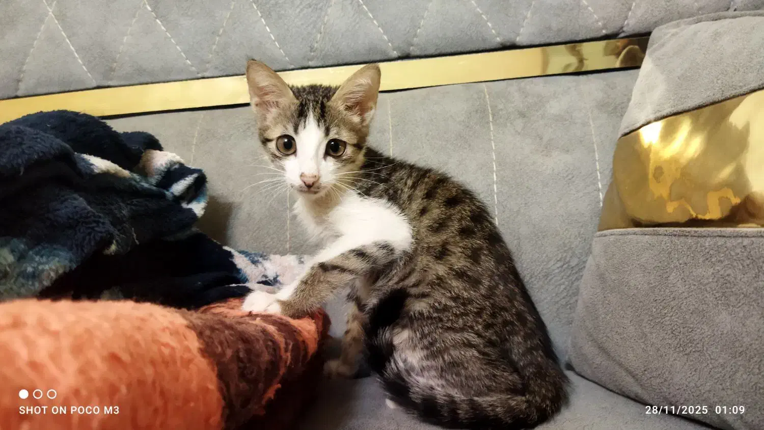 گربه خانگی|گربه|مشهد, میان ولایت|دیوار