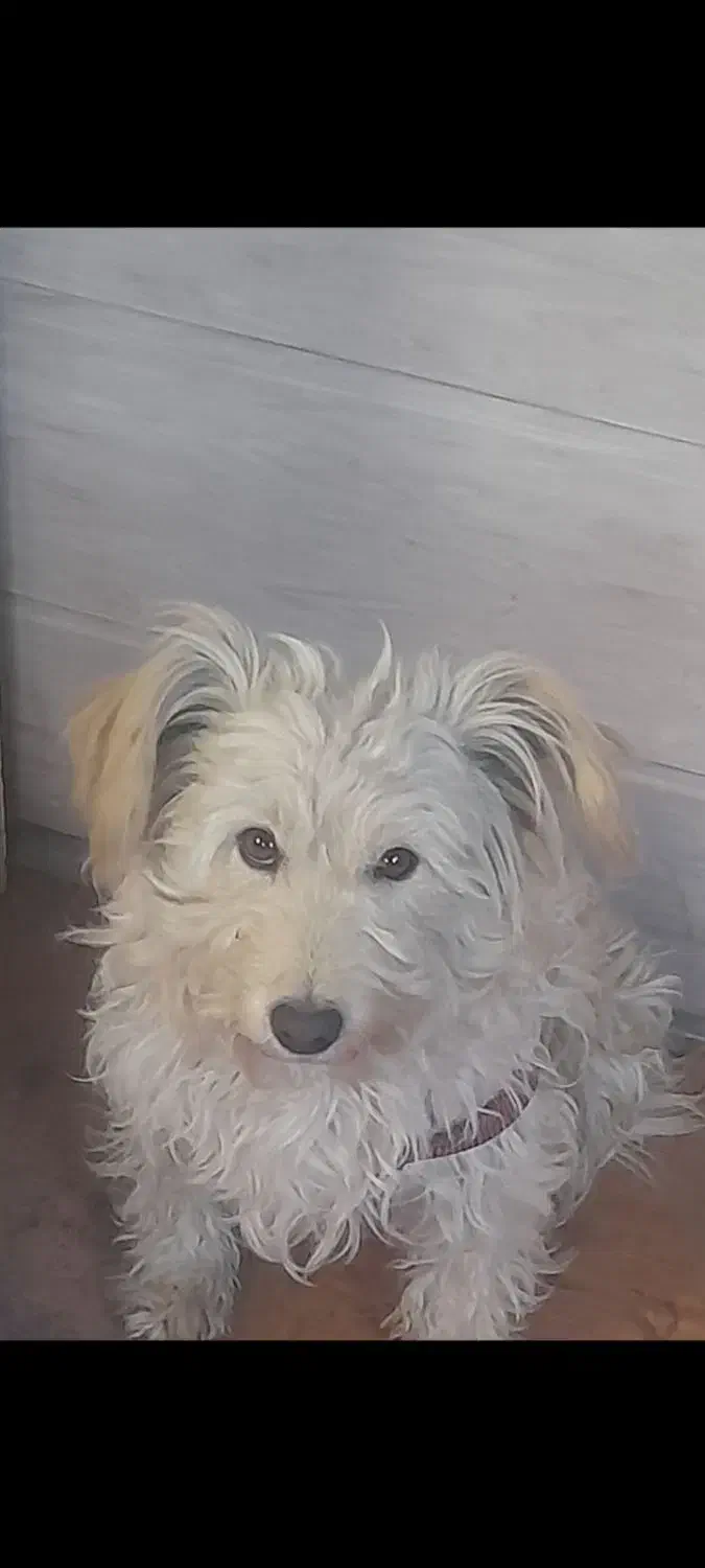 پیدا شده|حیوانات|تهران, گلستان (شهرک راه آهن)|دیوار