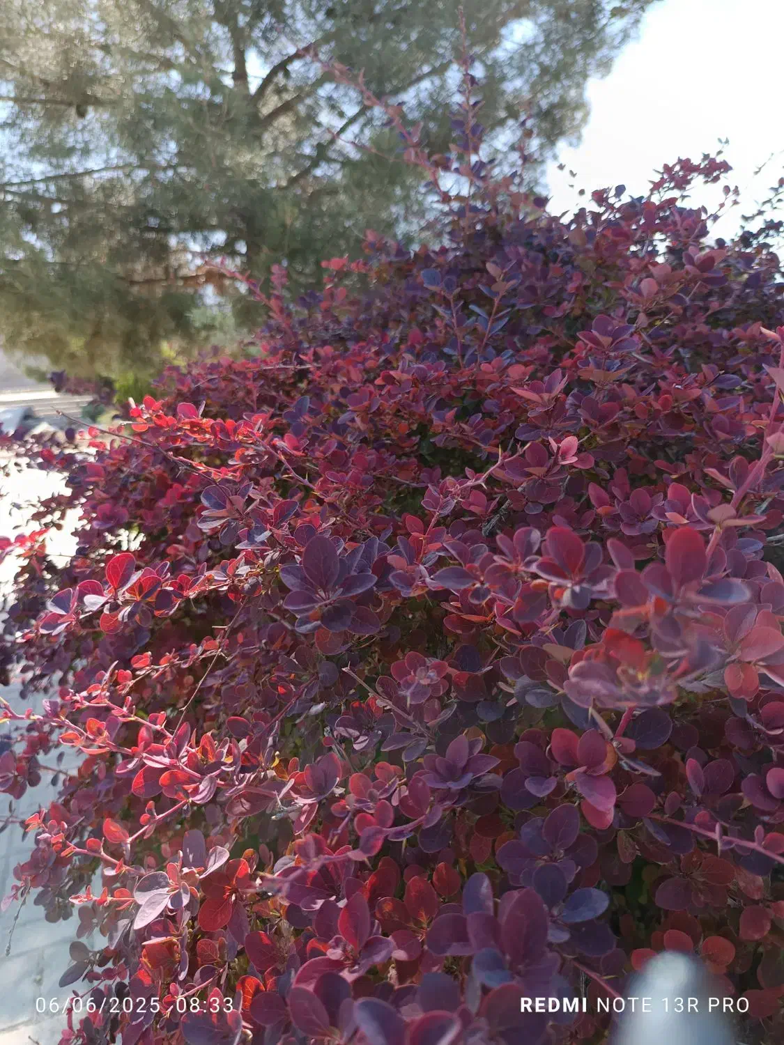 همکاری|فعالیت داوطلبانه|سقز, |دیوار