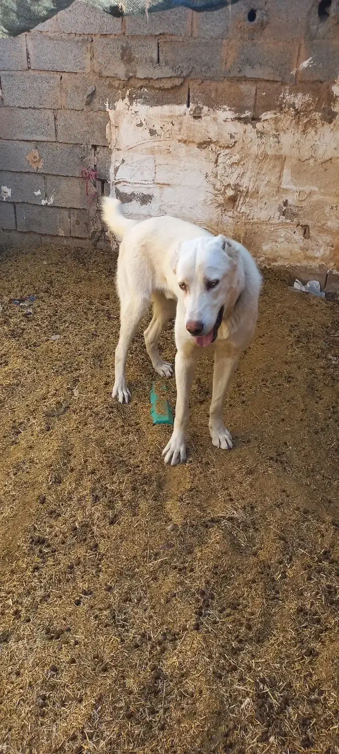 کوچ ۹ ماهه نسل دار|سگ|قائن, |دیوار