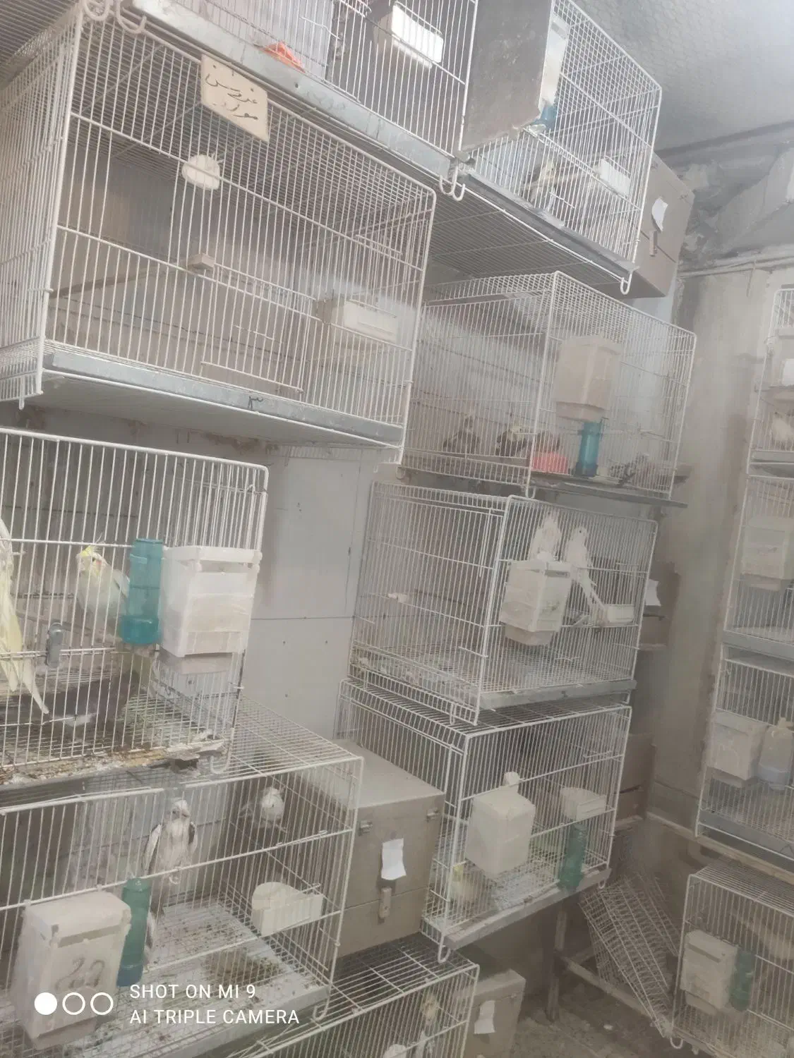 عروس هلندی لوتینو|پرنده|نیشابور, مدرس|دیوار