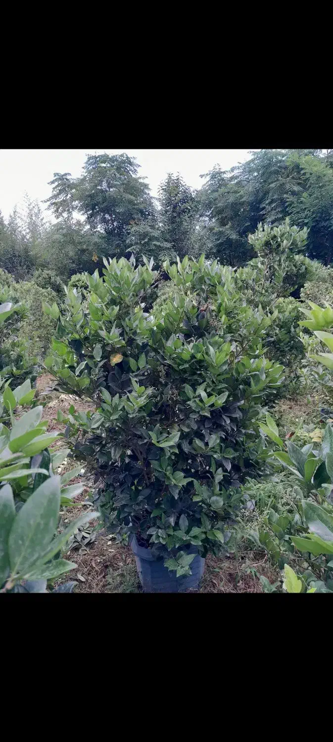 یاس هلندی قیچی خورده ریشه پرس قیمت مناسب|گل و گیاه طبیعی|کلارآباد, |دیوار